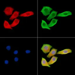 Anti-MAP1A antibody used in Immunocytochemistry/ Immunofluorescence (ICC/IF). GTX04514