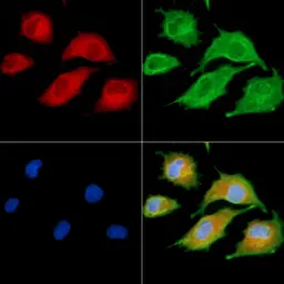 Anti-MAP1A antibody used in Immunocytochemistry/ Immunofluorescence (ICC/IF). GTX04514