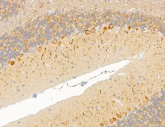 Anti-MAP1A antibody used in IHC (Paraffin sections) (IHC-P). GTX04514