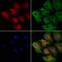 Anti-MCD antibody used in Immunocytochemistry/ Immunofluorescence (ICC/IF). GTX04518