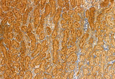Anti-MCD antibody used in IHC (Paraffin sections) (IHC-P). GTX04518
