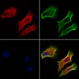 Anti-FAM38A antibody used in Immunocytochemistry/ Immunofluorescence (ICC/IF). GTX04534