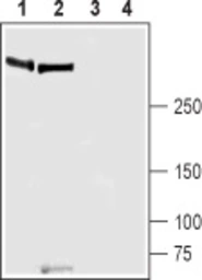 Anti-FAM38A antibody used in Western Blot (WB). GTX04535