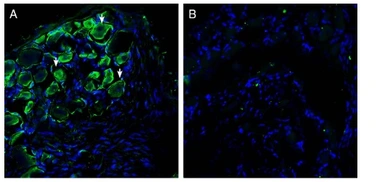 Anti-FAM38B antibody used in IHC (Frozen sections) (IHC-Fr). GTX04536