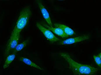 Anti-Gasdermin D antibody [6D11] used in Immunocytochemistry/ Immunofluorescence (ICC/IF). GTX04538