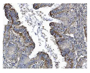 Anti-Gasdermin D antibody [6D11] used in IHC (Paraffin sections) (IHC-P). GTX04538