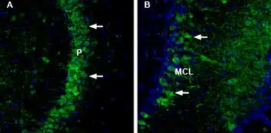 Anti-NCAM2 antibody used in IHC (Frozen sections) (IHC-Fr). GTX04542
