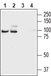 Anti-NCAM2 antibody used in Western Blot (WB). GTX04542