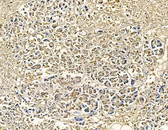Anti-CYP7B1 antibody used in IHC (Paraffin sections) (IHC-P). GTX04543