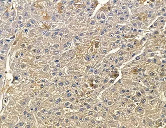 Anti-CYP7B1 antibody used in IHC (Paraffin sections) (IHC-P). GTX04543