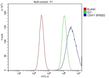 Anti-CDH11 antibody used in Flow cytometry (FCM). GTX04544