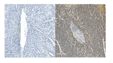 Anti-CDH11 antibody used in IHC (Paraffin sections) (IHC-P). GTX04544