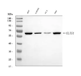 Anti-GLIS1 antibody used in Western Blot (WB). GTX04548