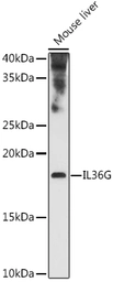 Anti-IL1F9 antibody used in Western Blot (WB). GTX04550