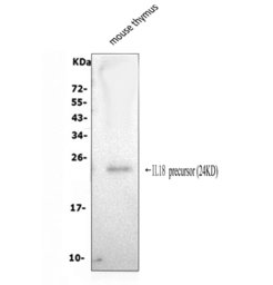 Anti-IL18 antibody used in Western Blot (WB). GTX04558