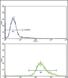 Anti-Klotho antibody used in Flow cytometry (FCM). GTX04569