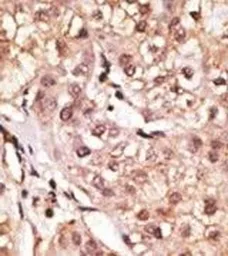 Anti-IL29 antibody used in IHC (Paraffin sections) (IHC-P). GTX04572