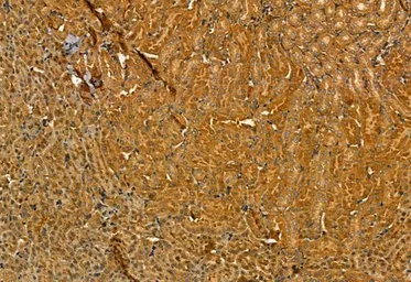 Anti-MMP9 antibody used in IHC (Paraffin sections) (IHC-P). GTX04573