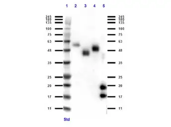 Rabbit anti-Llama VHH Single Domain antibody. GTX04578
