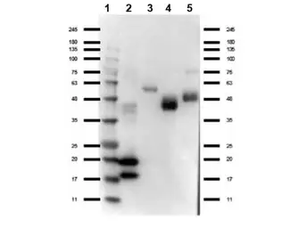 Rabbit anti-Llama VHH Single Domain antibody. GTX04578