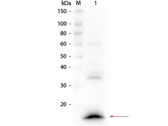 Rabbit anti-Llama VHH Single Domain antibody. GTX04578