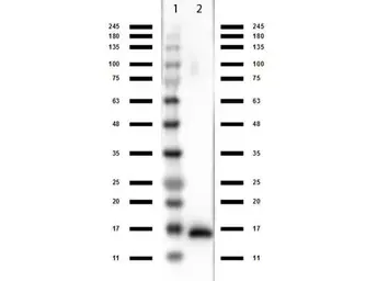 Rabbit anti-Llama VHH Single Domain antibody. GTX04578