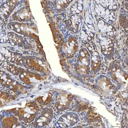 Anti-SLC20A1 antibody used in IHC (Paraffin sections) (IHC-P). GTX04583
