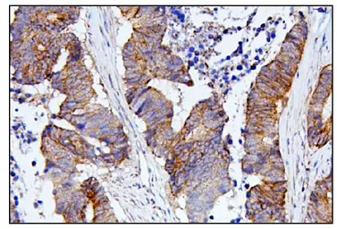 Anti-CDC42 antibody used in IHC (Paraffin sections) (IHC-P). GTX04584