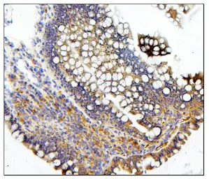 Anti-CDC42 antibody used in IHC (Paraffin sections) (IHC-P). GTX04584