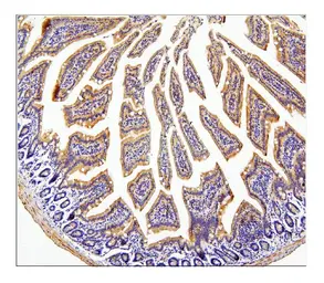 Anti-CDC42 antibody used in IHC (Paraffin sections) (IHC-P). GTX04584
