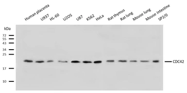 Anti-CDC42 antibody used in Western Blot (WB). GTX04584