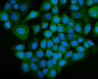 Anti-GCR2 antibody used in Immunocytochemistry/ Immunofluorescence (ICC/IF). GTX04585