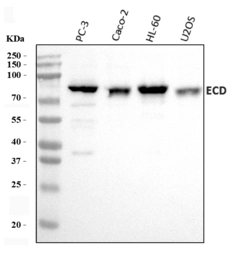 Anti-GCR2 antibody used in Western Blot (WB). GTX04585