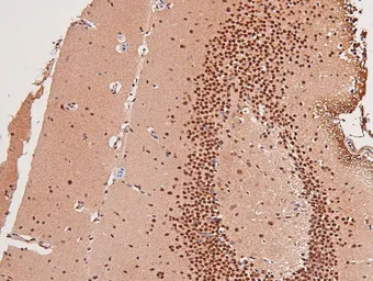 Anti-GCN2 (phospho Thr899) antibody used in IHC (Paraffin sections) (IHC-P). GTX04588