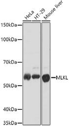 Anti-MLKL antibody used in Western Blot (WB). GTX04591