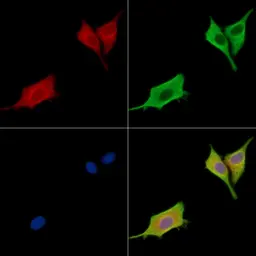 Anti-GIP antibody used in Immunocytochemistry/ Immunofluorescence (ICC/IF). GTX04612