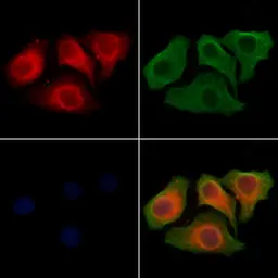 Anti-SLC26A5 antibody used in Immunocytochemistry/ Immunofluorescence (ICC/IF). GTX04615