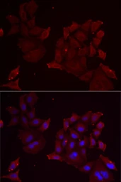 Anti-Pannexin 1 antibody used in Immunocytochemistry/ Immunofluorescence (ICC/IF). GTX04618