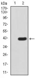 Anti-FBXL10 antibody [6F6G11] used in Western Blot (WB). GTX04628