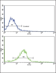 Anti-EDA antibody used in Flow cytometry (FCM). GTX04634