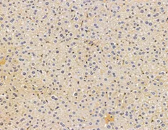 Anti-EDAR antibody used in IHC (Paraffin sections) (IHC-P). GTX04637