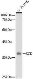 Anti-SCD antibody used in Western Blot (WB). GTX04645