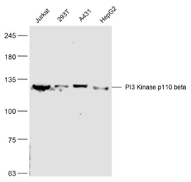 Anti-PI3 kinase p110 beta antibody used in Western Blot (WB). GTX04662