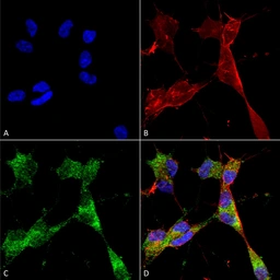 Anti-PINK1 antibody [S4-15] used in Immunocytochemistry/ Immunofluorescence (ICC/IF). GTX04667