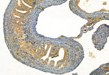 Anti-FAP antibody used in IHC (Paraffin sections) (IHC-P). GTX04673