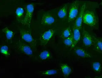Anti-cGK1 antibody used in Immunocytochemistry/ Immunofluorescence (ICC/IF). GTX04678