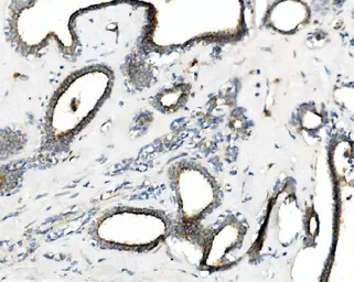 Anti-cGK1 antibody used in IHC (Paraffin sections) (IHC-P). GTX04678
