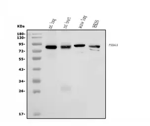 Anti-cGK1 antibody used in Western Blot (WB). GTX04678