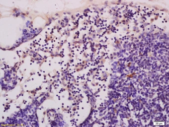 Anti-cGMP antibody used in IHC (Paraffin sections) (IHC-P). GTX04679