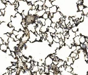 Anti-CD11c antibody used in IHC (Paraffin sections) (IHC-P). GTX04685